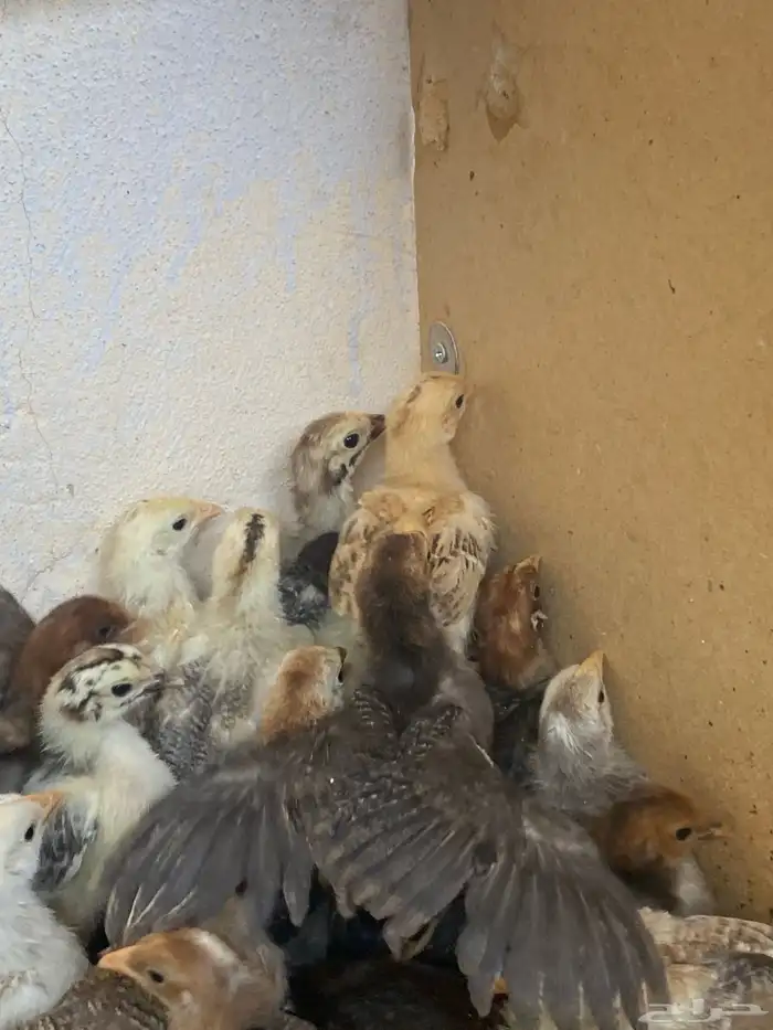 صيصان دجاج بلدي 1