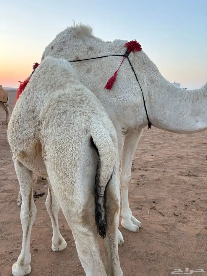 للبيع قعود طيب 0