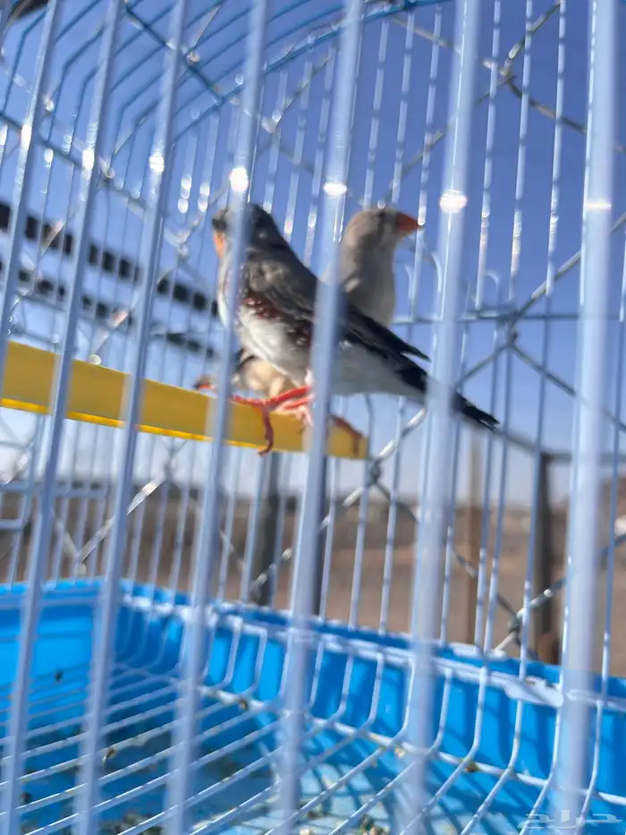 جوز زيبرا 1