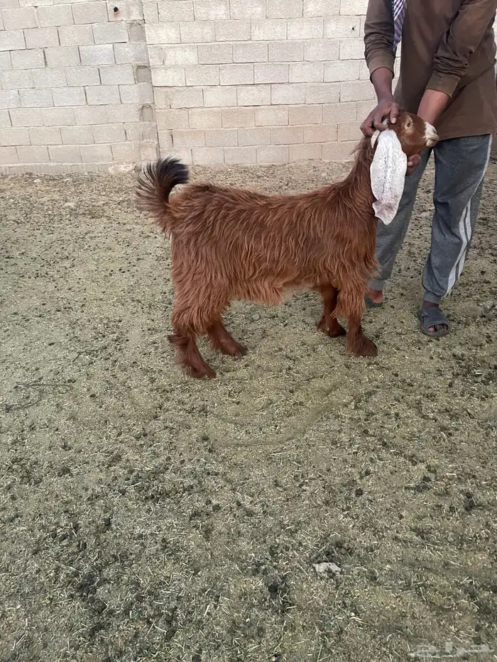 للبيع تيوس وجفار فل شحم 6