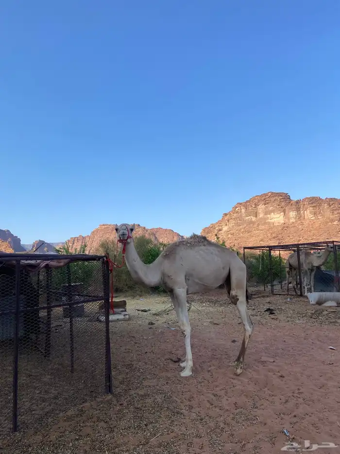 للبيع 0