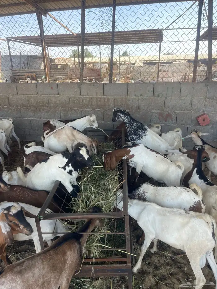 تيوس مرابي شهرين 2