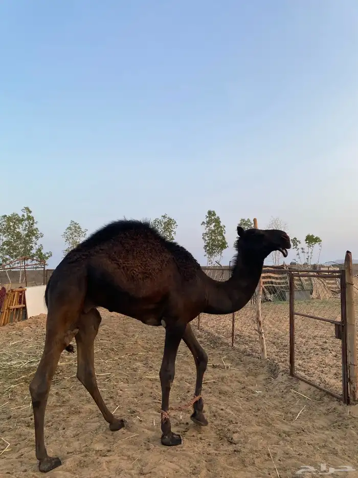 قعود مفرود يصلح فحل 3