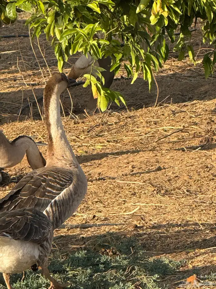 وز عراقي (توصيل مجاني داخل البكيريه) 8