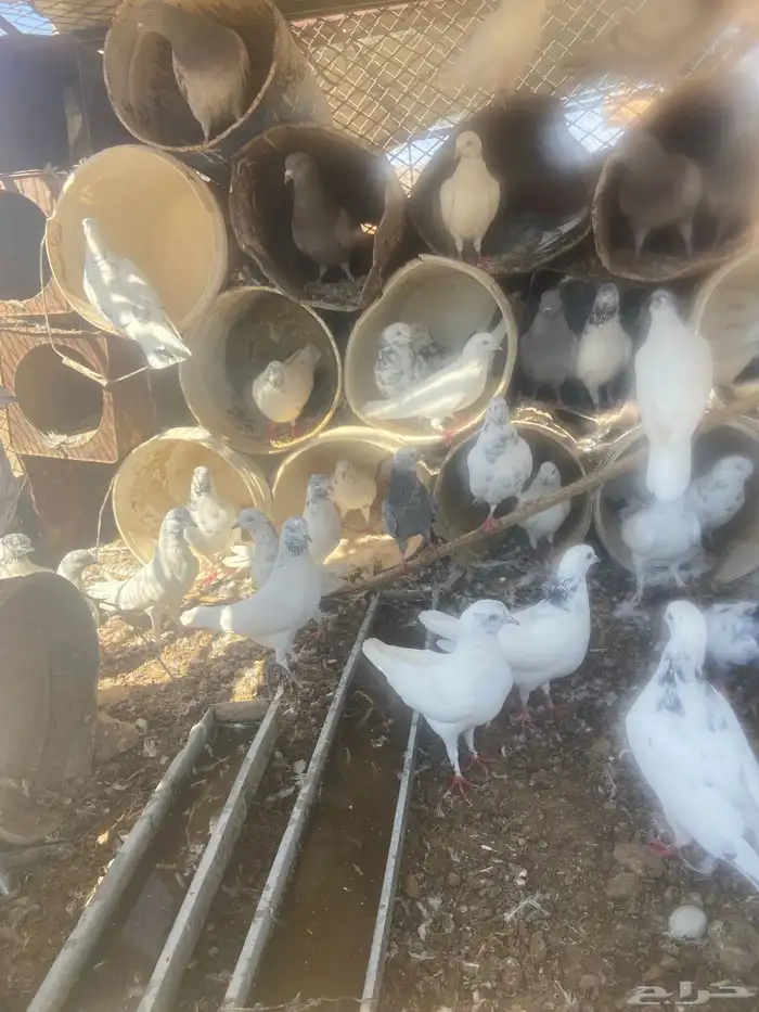 حمام مشكل عدد حول 52 حبه 2