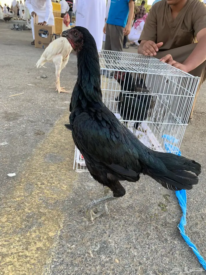 طقم باكستاني 1