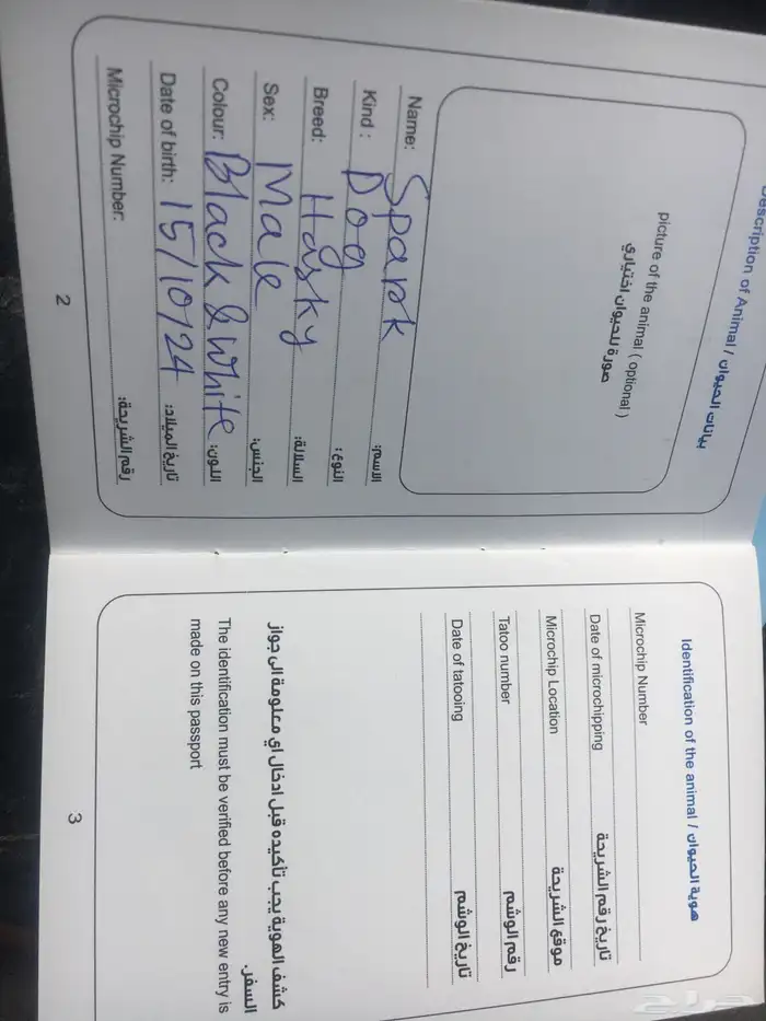 عدد (2) كلاب حراوه هاسكي ذكور العمر أسبوعين للبيع 6