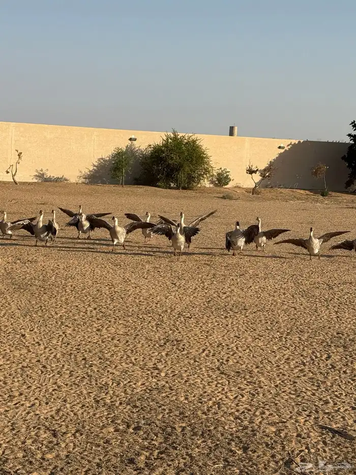 وز عراقي خالي من الأمراض. (توصيل مجاني داخل البكيريه) 33