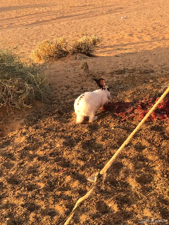 ذكر ارنب بابون 3