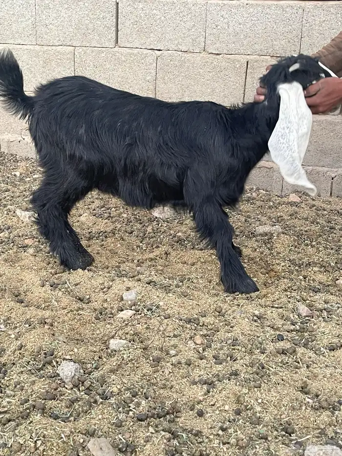 للبيع تيوس وجفار فل شحم 10