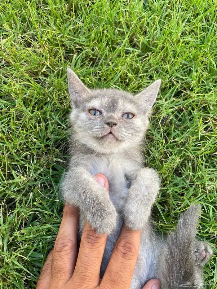 قط صغير للتبني مجانا 0