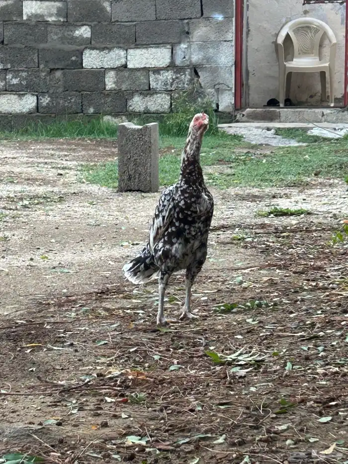 دجاج سندي صافي 2