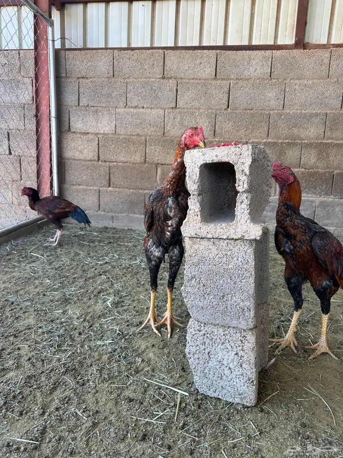 4 ديوك باكستاني سندي 2