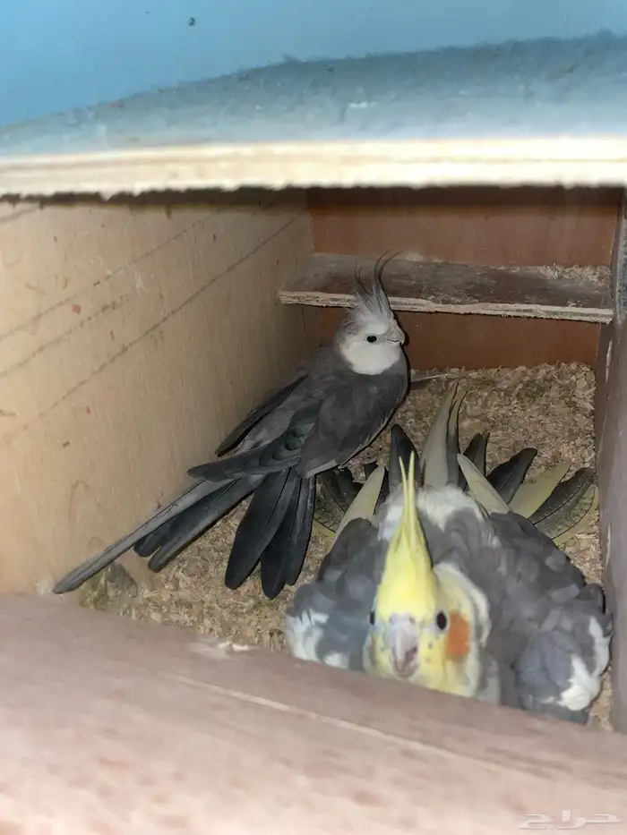 جوز كروان منتج 3