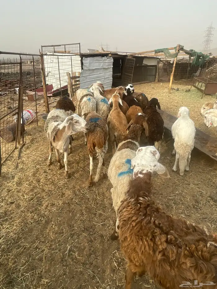 ذبايح سواكن تربية وحبص 2