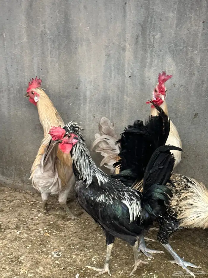 مجموعة دياكة للبيع   مشكلة ونظيفة 3