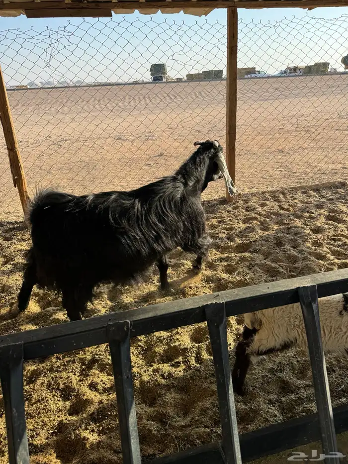 عنز عارضيه فااخره 1