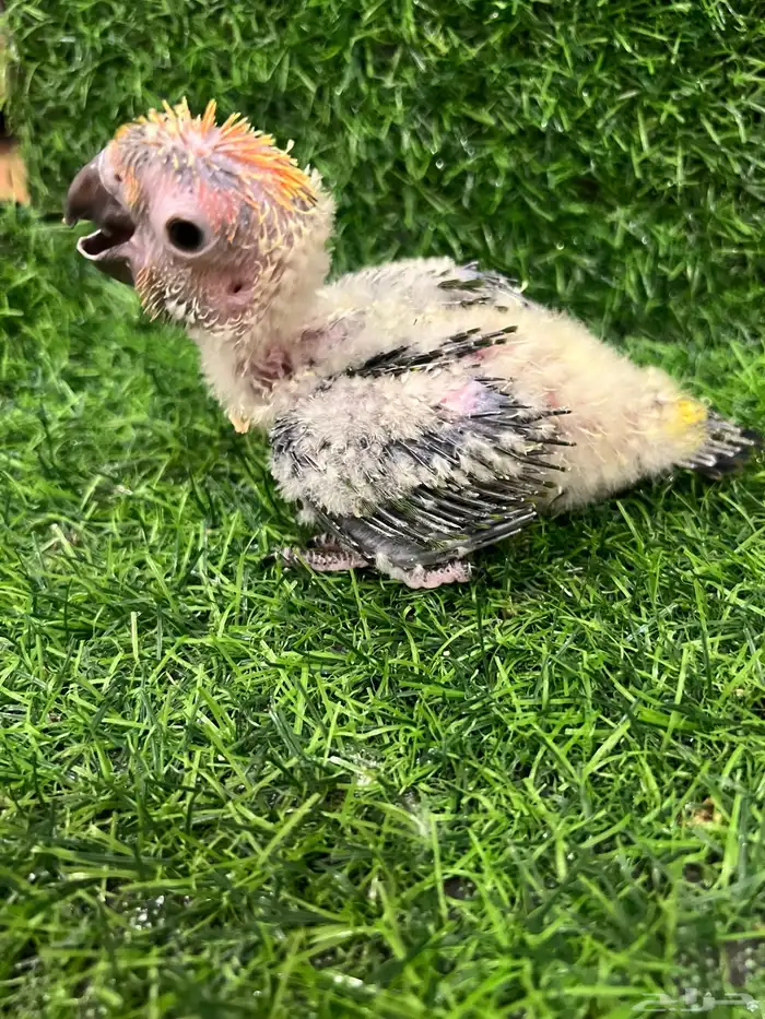 فرخ صن كنيور حجم وصبغة قوية عرض خاص ( تم البيع 1