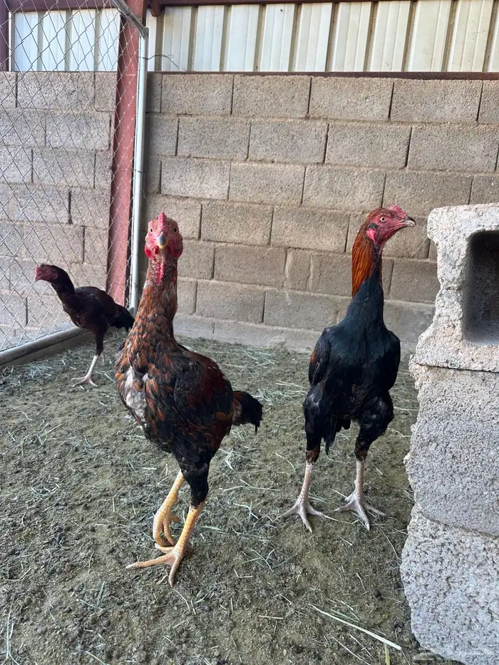 4 ديوك باكستاني سندي 4