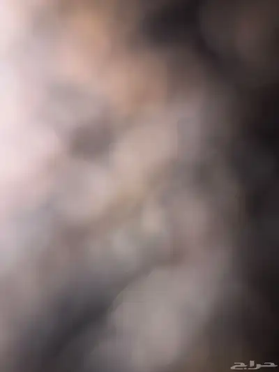 عنز عارضيه 0