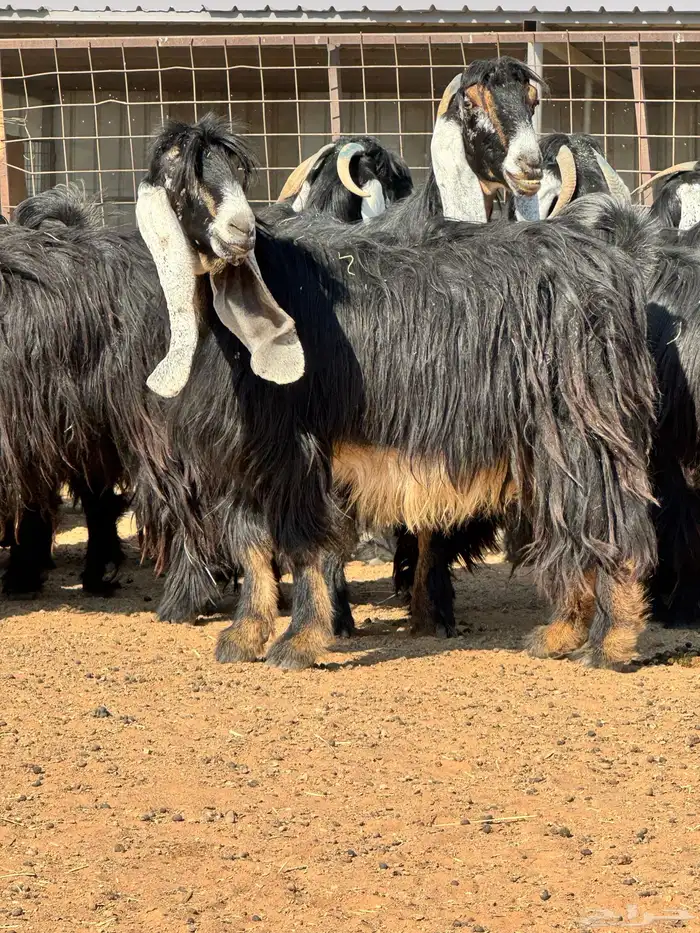 ماعز عوارض صنف الصنف تبارك الرحمن 1