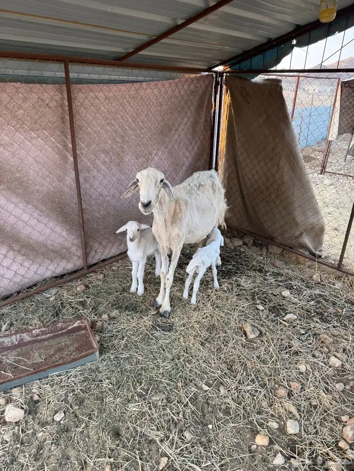 نعجة تحتها 2 ذكور 1