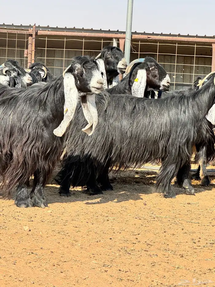 ماعز عوارض صنف الصنف تبارك الرحمن 21