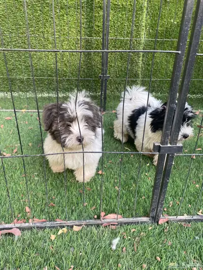 كلاب شيتوز صغار index