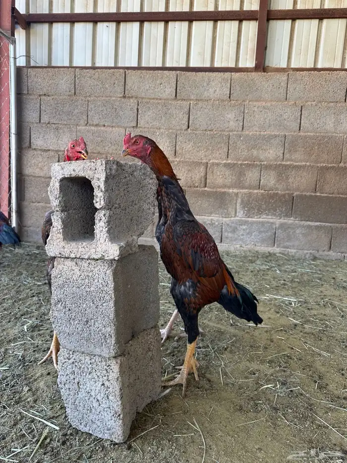 4 ديوك باكستاني سندي 0