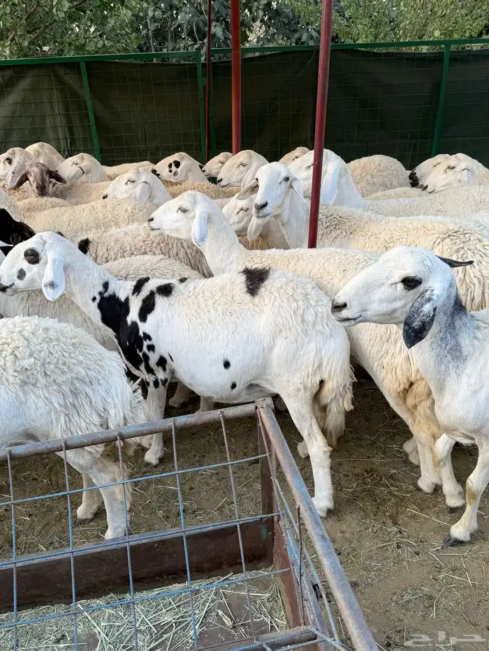 غنم مراح منوة القناي ( صغار سن ) 5