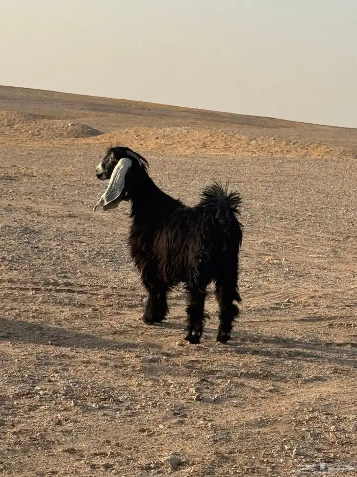 جفره جذعه مضرع شرط سونار 1