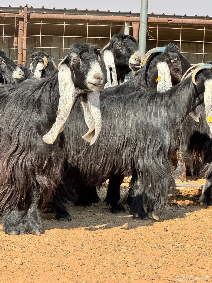 ماعز عوارض صنف الصنف تبارك الرحمن 22