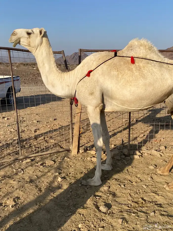 خلفه وضحاء مزيونه ومجموع باللبن ب 11700 يبلاش 1
