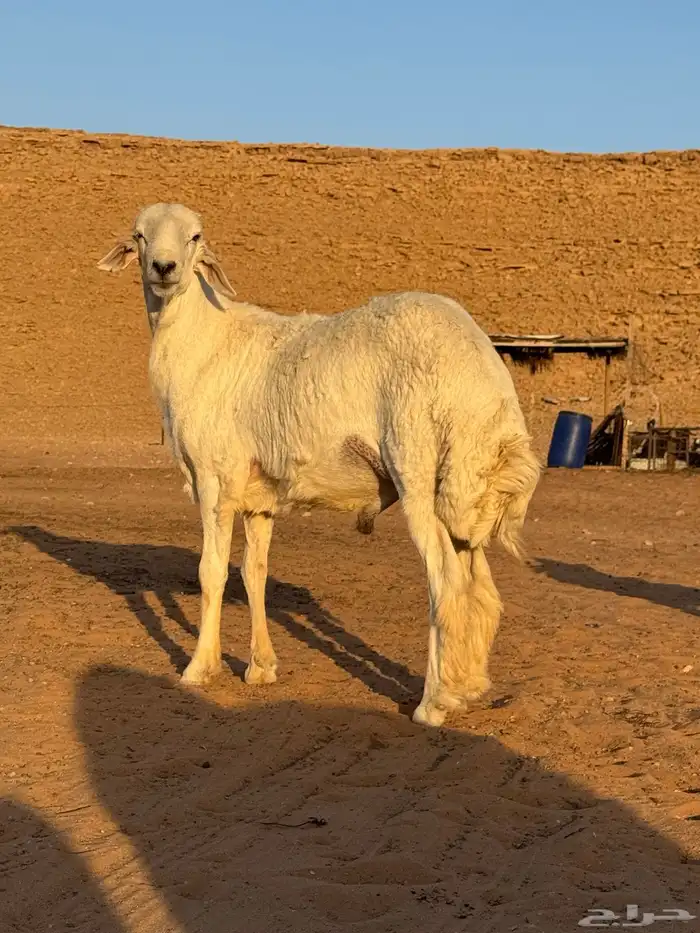 جذع صنف الصنف 1