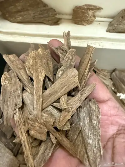 عود مروكي حي آصقون طبيعي index