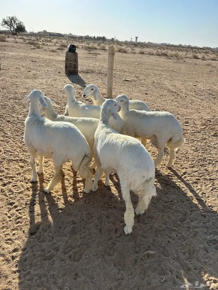 رخال صنف تم البيع 1