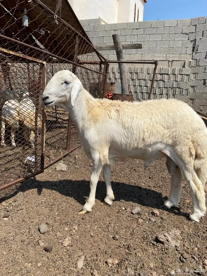 محايل عسير مشروع فحل حري 5