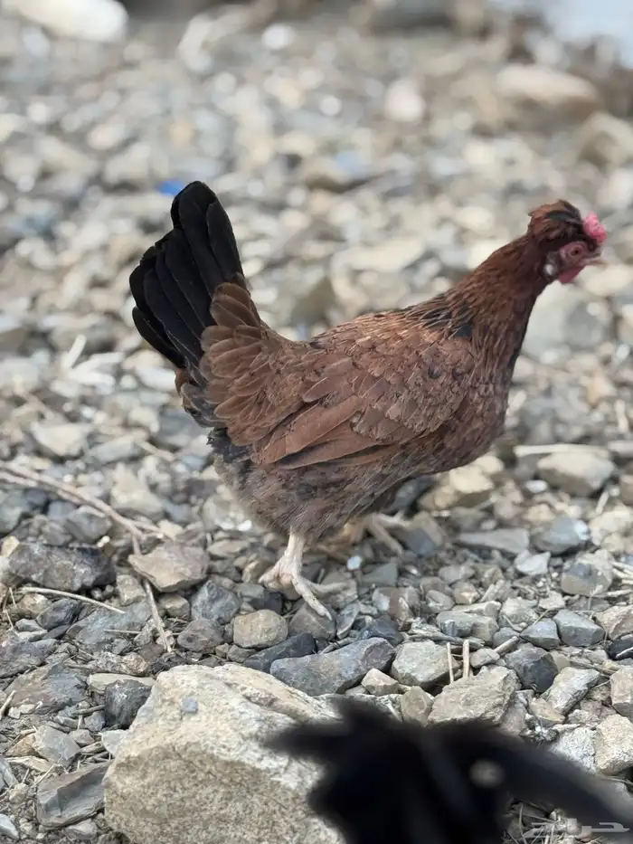 ديك ودجاجة أفرق مقبع قرم 8