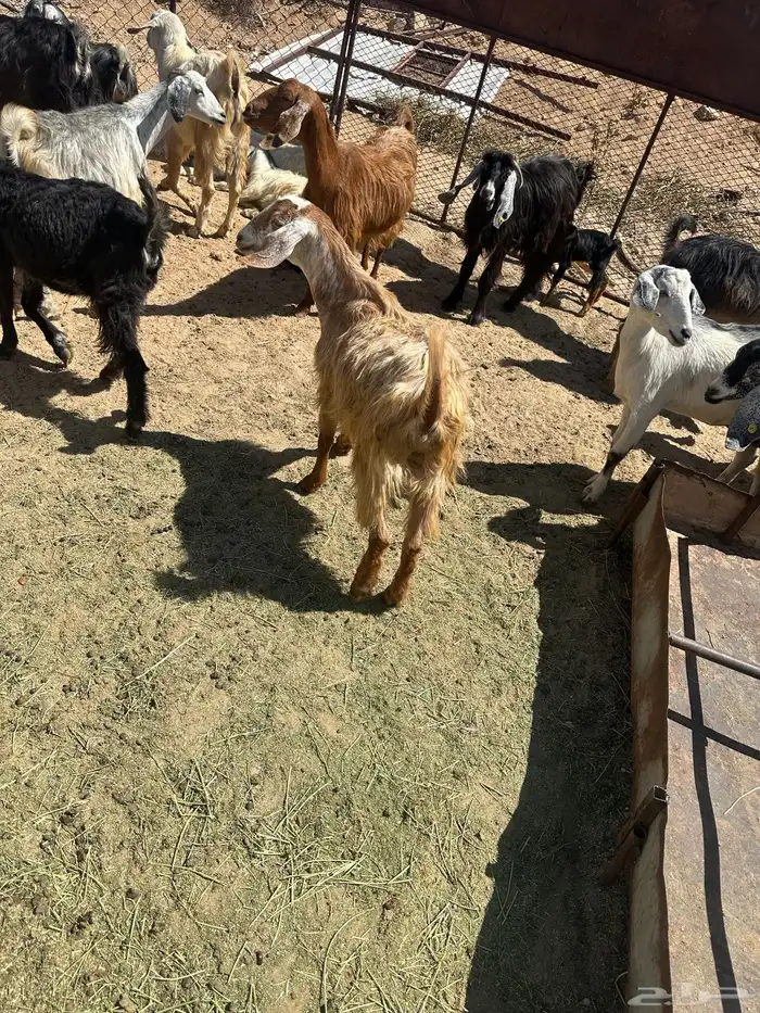 معزا للبيع 8