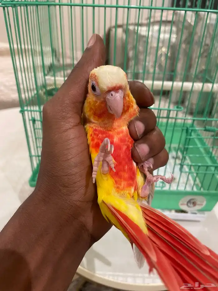 كنيور صن شك 0