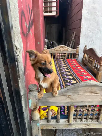 المعبوج index