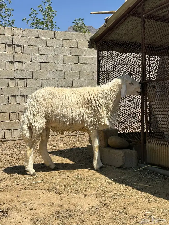 خروف فحل جذع 0