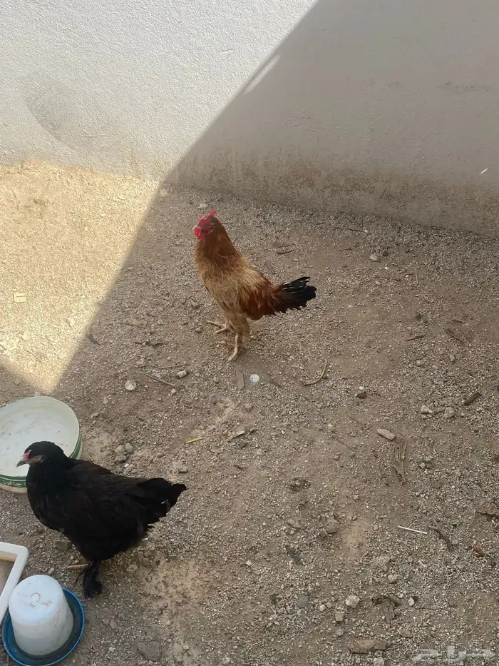 دجاج تركي او بلدي 1