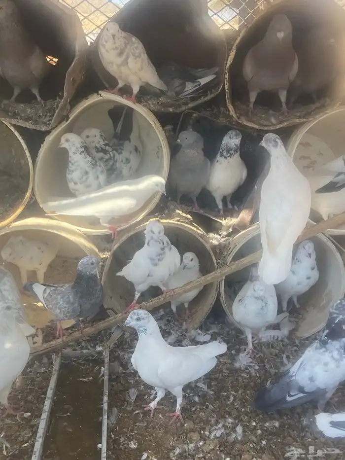 حمام مشكل عدد حول 52 حبه 11