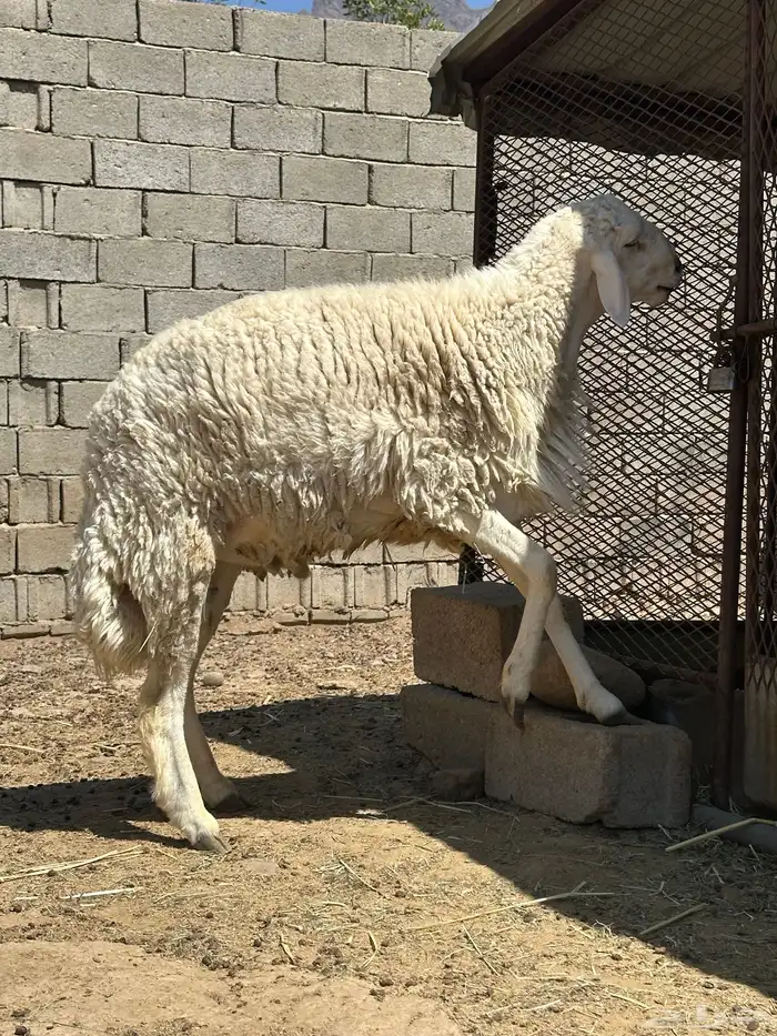 خروف فحل جذع 7