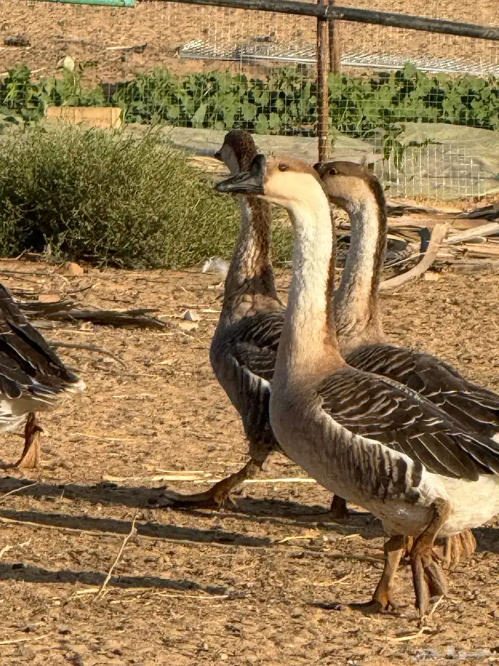 وز عراقي (توصيل مجاني داخل البكيريه) 30