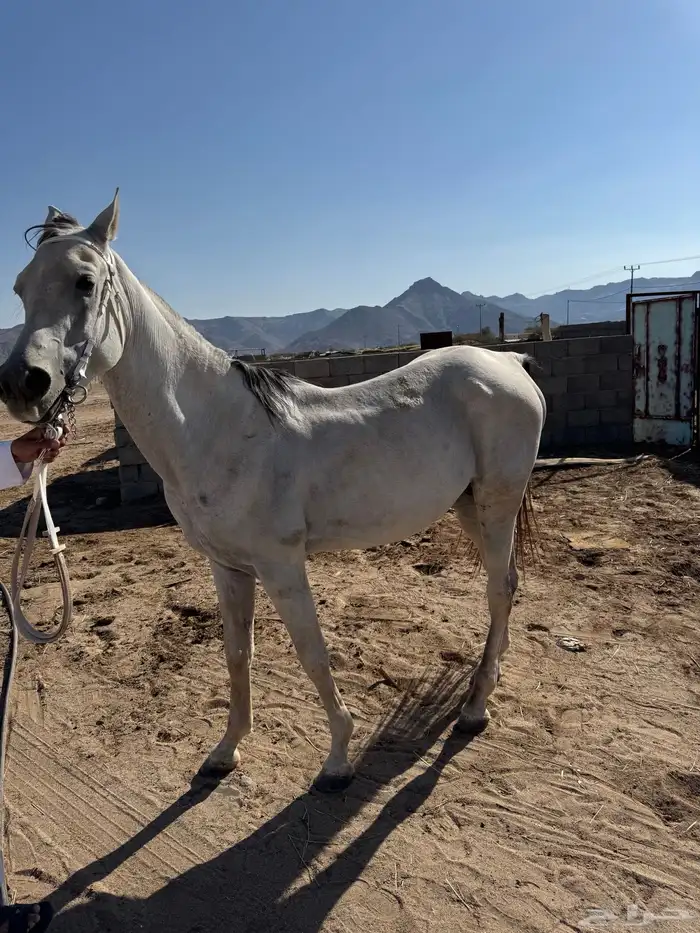 حصان شعبي ومهره 2