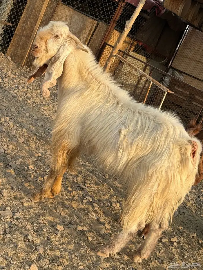 فحل مصري للبيع 1