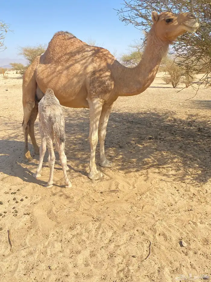للبيع ناقه حمرا خلفه طيبه 0
