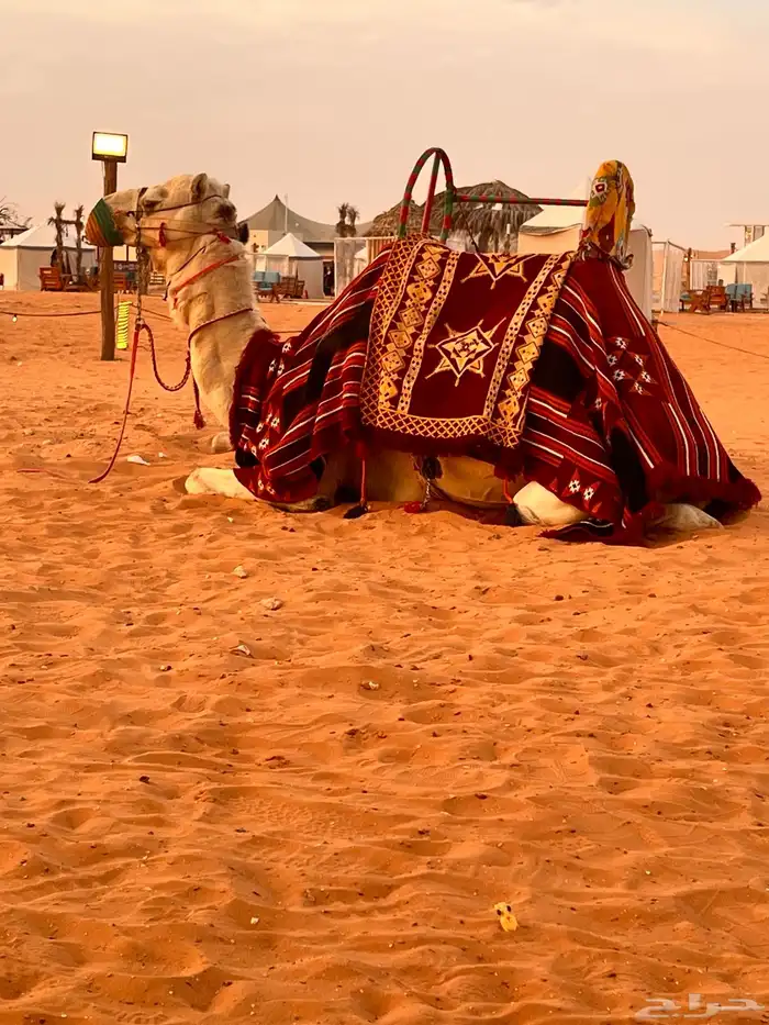 يوجد لدينا أجار خيل و جمال و سيسي 15